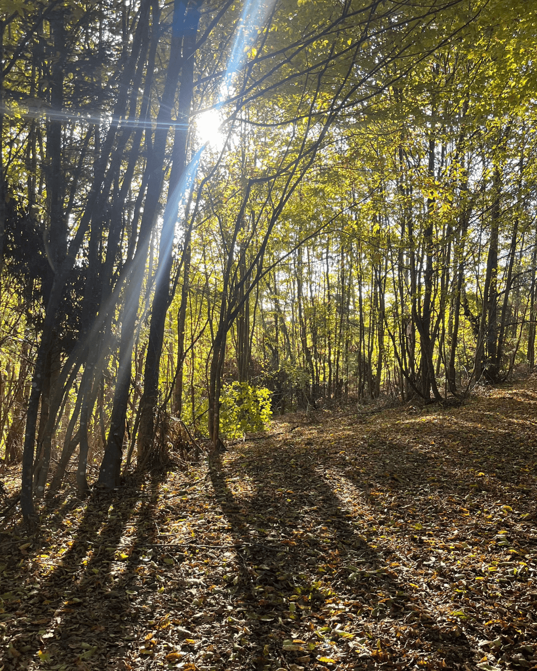 Retreat pentru profesorii de yoga - 29-31 mai