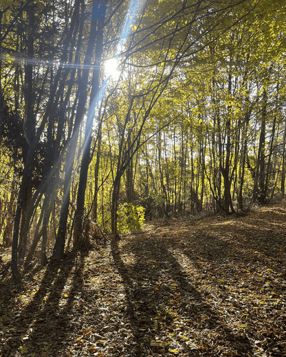 Retreat pentru profesorii de yoga - 29-31 mai